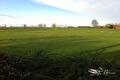 Groen weiland onder blauwe lucht met bomenrij in de verte