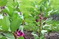 Tuinbonenplanten met paarse bloemen in de moestuin
