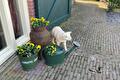 Viooltjes in emmers, een schaapbeeld en gieter bij de deur