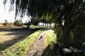 Pad langs een treurwilg en weiland met kleine hond
