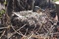 Broedende wilde eend op een nest van dons tussen takken