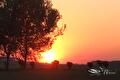 Oranjerode zonsondergang achter silhouetten van bomen en knotwilgen