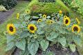 Lage zonnebloemen met gele bloemen in een border met buxusrand