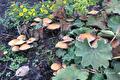 Bruine paddenstoelen tussen vrouwenmantelblad en gele bloemetjes