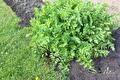 Pastinaakplant met fris groen blad in de moestuin