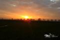 Oranje zonsondergang boven een donker veld met bomenrij