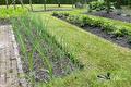 Rijen jonge uien in een moestuinbed langs het gras