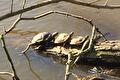 Drie schildpadden op een rij op een boomstam in het water