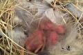 Kale roze pas uitgekomen vogeltjes in een nest met veren