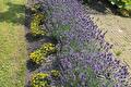 Paarse lavendel en gele bloemen in een border langs bestrating