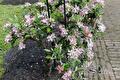 Appelboomtak vol roze en witte bloesem
