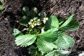 Aardbeiplant met witte bloemen in donkere aarde
