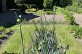 Preistengels met gesloten bloemknoppen in een moestuin met gazon