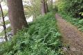 Wandelpad langs water met hoge bomen en opkomend fluitenkruid