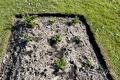 Jonge pastinaakplantjes in een moestuinbed met grasrand