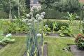 Bloeiende prei met witte bloeibollen in een moestuin met buxusranden