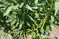 Tuinbonenplanten met groene peulen tussen het blad