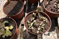 Bruine kweekpotten met jonge bietenplantjes en sla op houten tafel