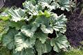 Grote rabarberplant met brede gekrulde bladeren in de moestuin