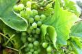 Tros onrijpe groene druiven tussen druivenbladeren