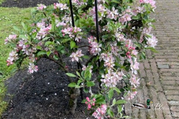 Als alle bloesempjes appels worden......