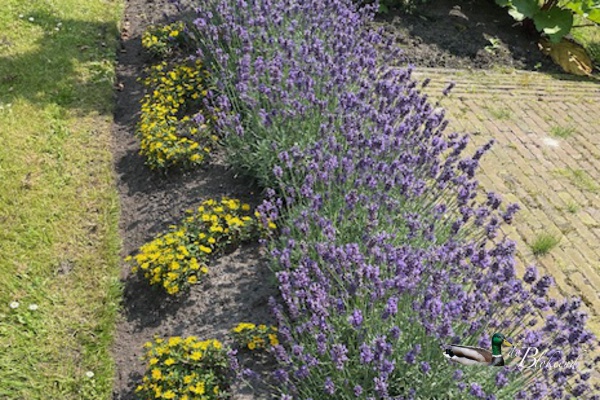 De lavendel bloeit prachtig