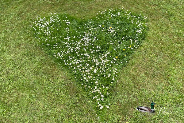 Ik mis altijd de madeliefjes na het maaien.. kijk hoe lief dit hart ..