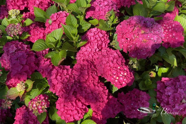 De mooiste hortensia's door alle nattigheid