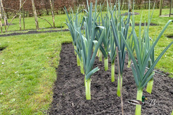 Prei staat er mooi bij