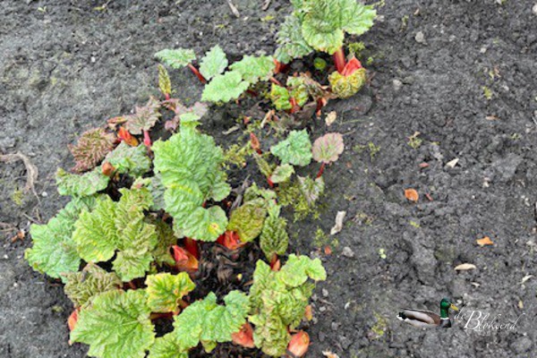 Rabarber groeit gestaag