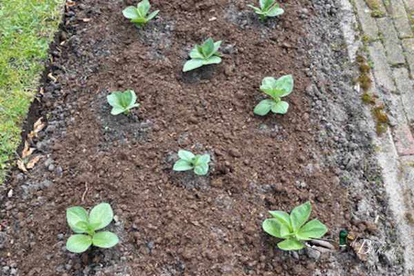 Tuinbonen uit de kas in de moestuin