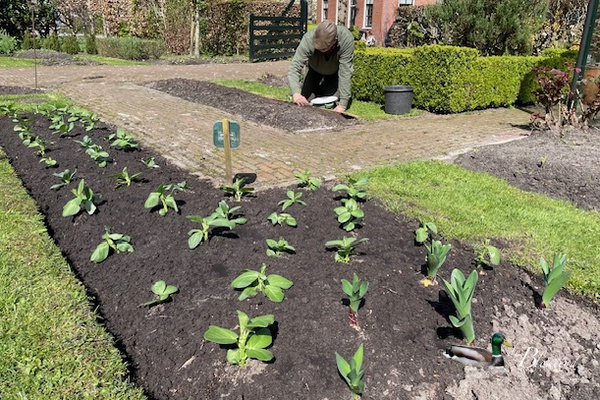Tuinbonen uit de kas in de volle grond