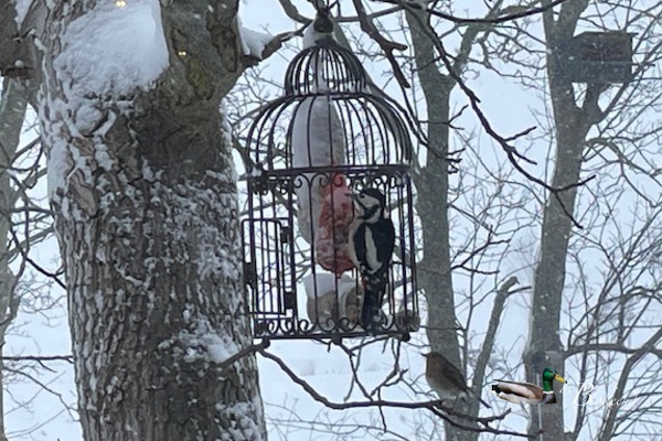 Vogels genieten van het voer