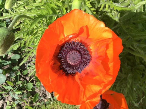 Zelf gezaaide rode papaver, wat een prachtige bloem.