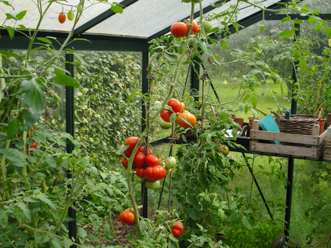 Deze tomaten hebben het heel fijn