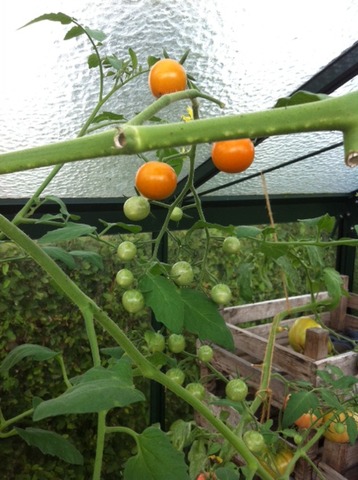 Sungold tomaatjes met unieke smaak