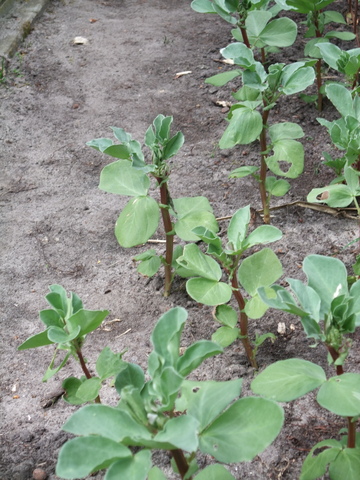 De tuinbonenplanten in de volle grond
wachten op de rode bloei!