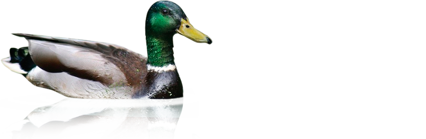 De Blokeend logo